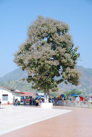 Teakbaum sdatec.com